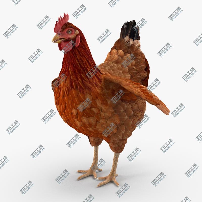 images/goods_img/2021040162/3D model Brown Chicken Rigged/3.jpg
